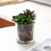 Composizione di Piante Grasse in vaso trasparente Piccolo Formato
